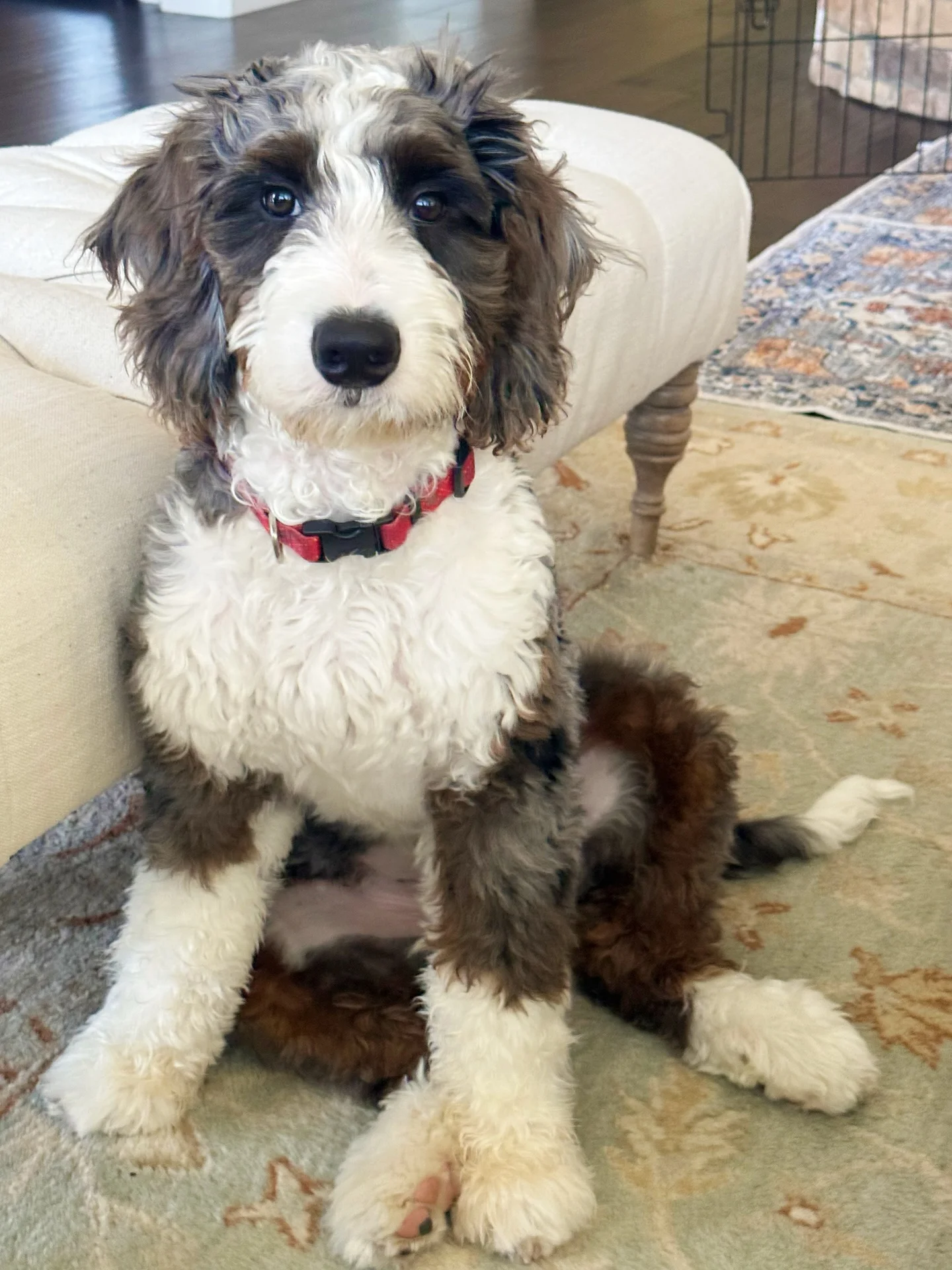 Mochi Male Standard Bernedoodle