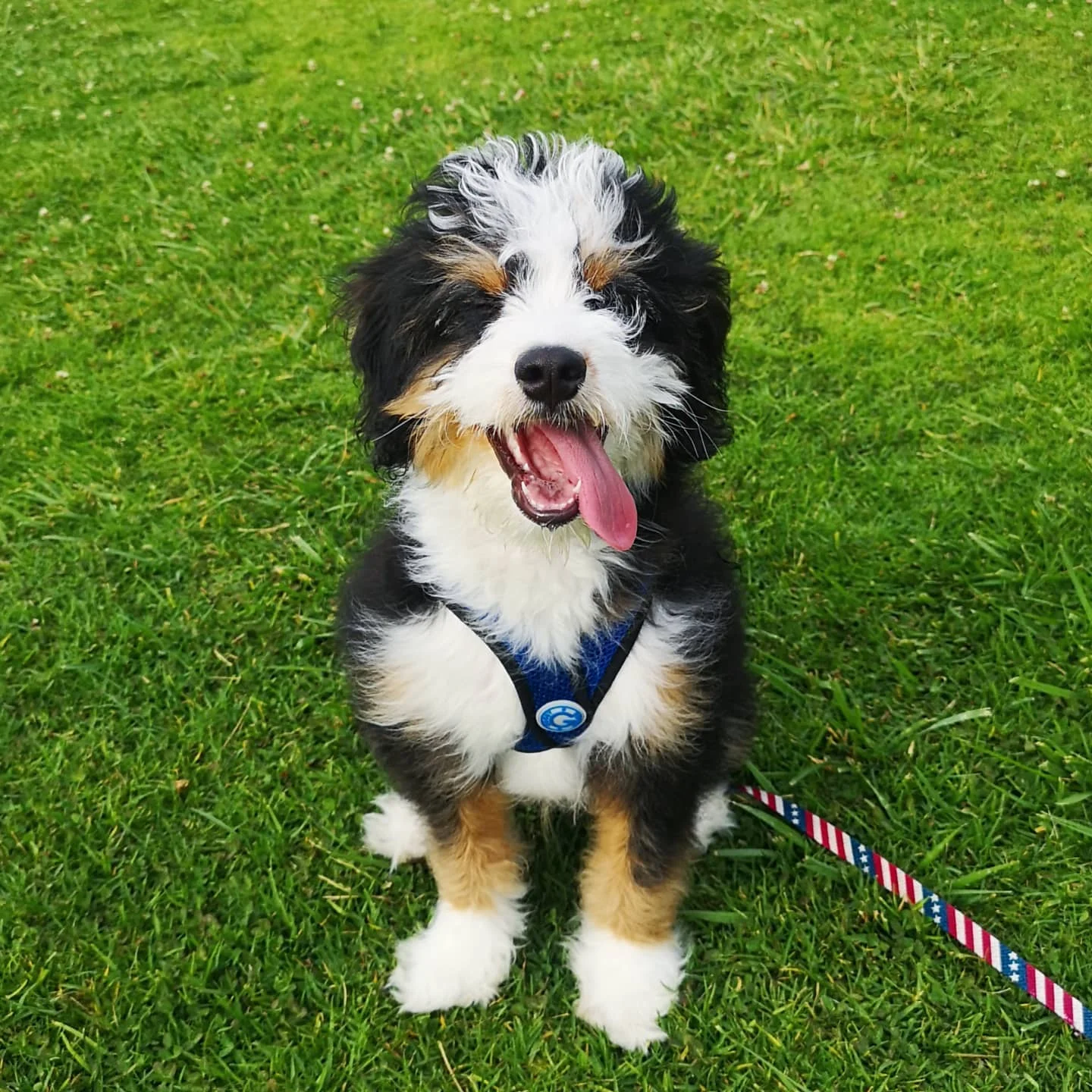 Leo Male Mini Bernedoodle