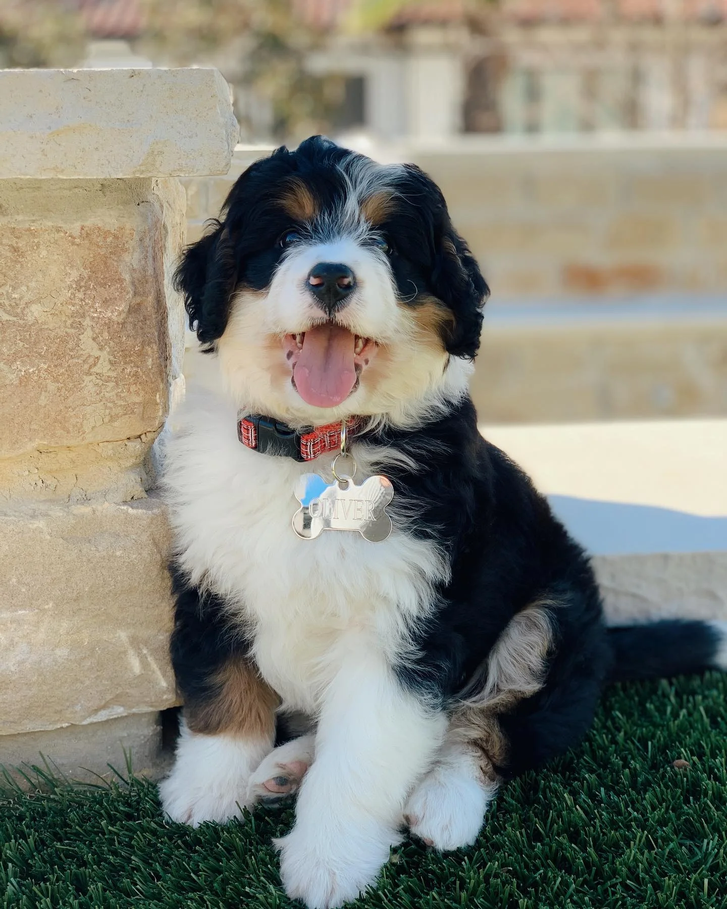Oliver Male Mini Bernedoodle