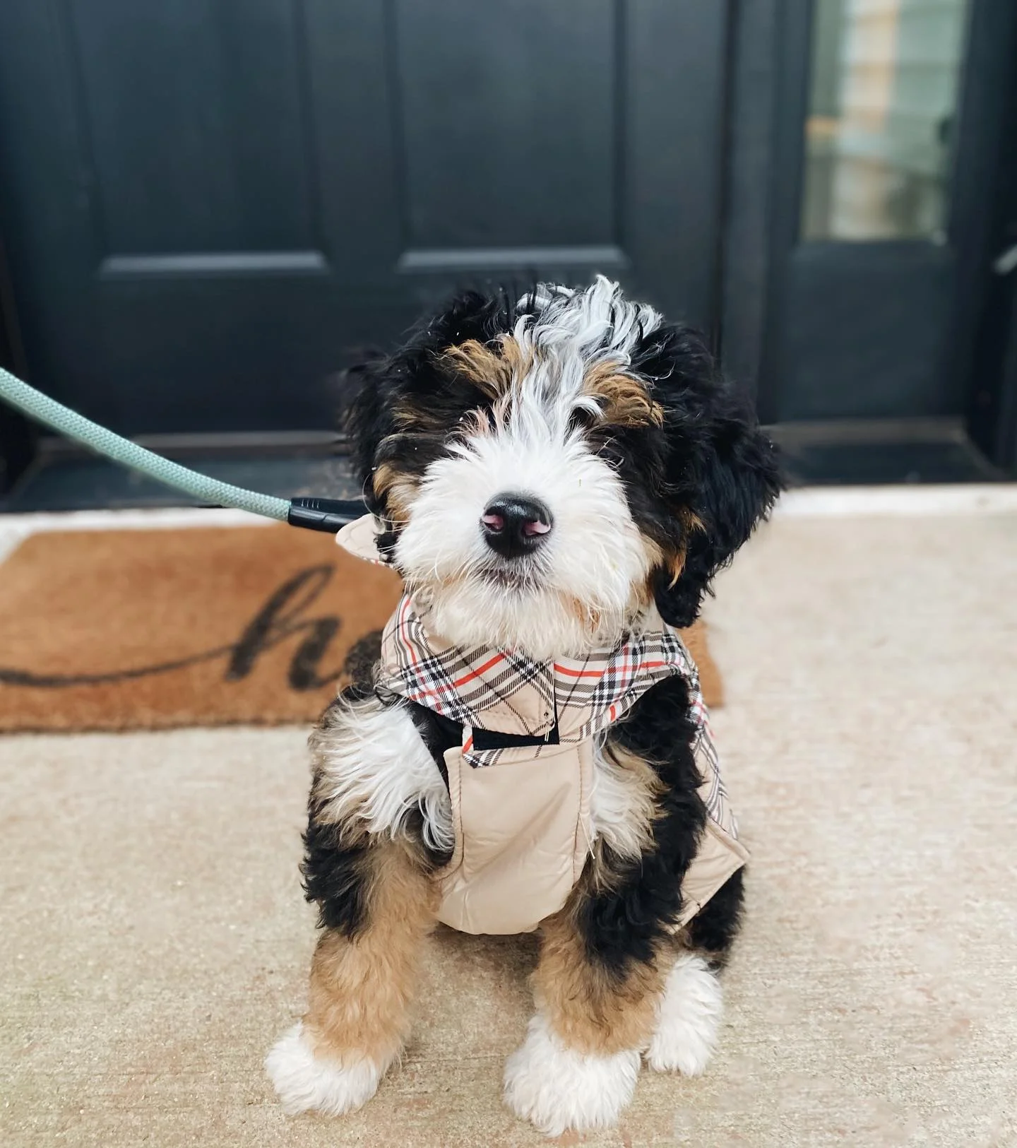 Ollie Male Mini Bernedoodle