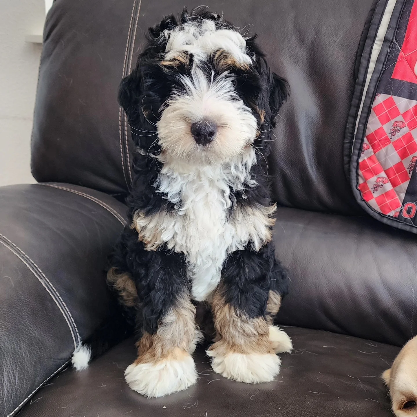 Sawyer Female Standard Bernedoodle