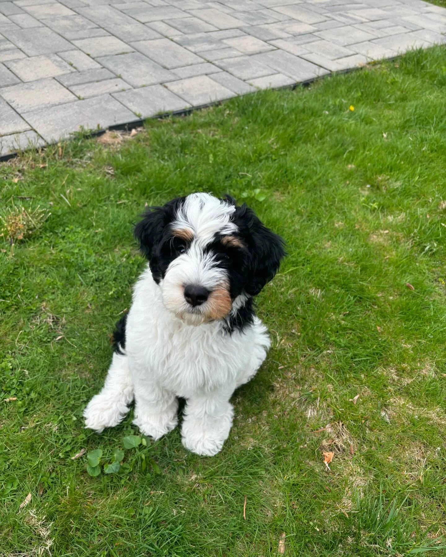 Willow Male Standard Bernedoodle